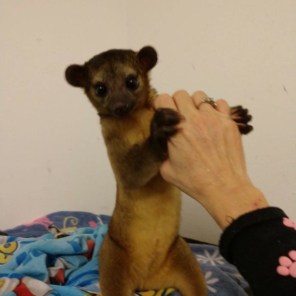 Meet your Posher, Liane - Picture 1 of 1